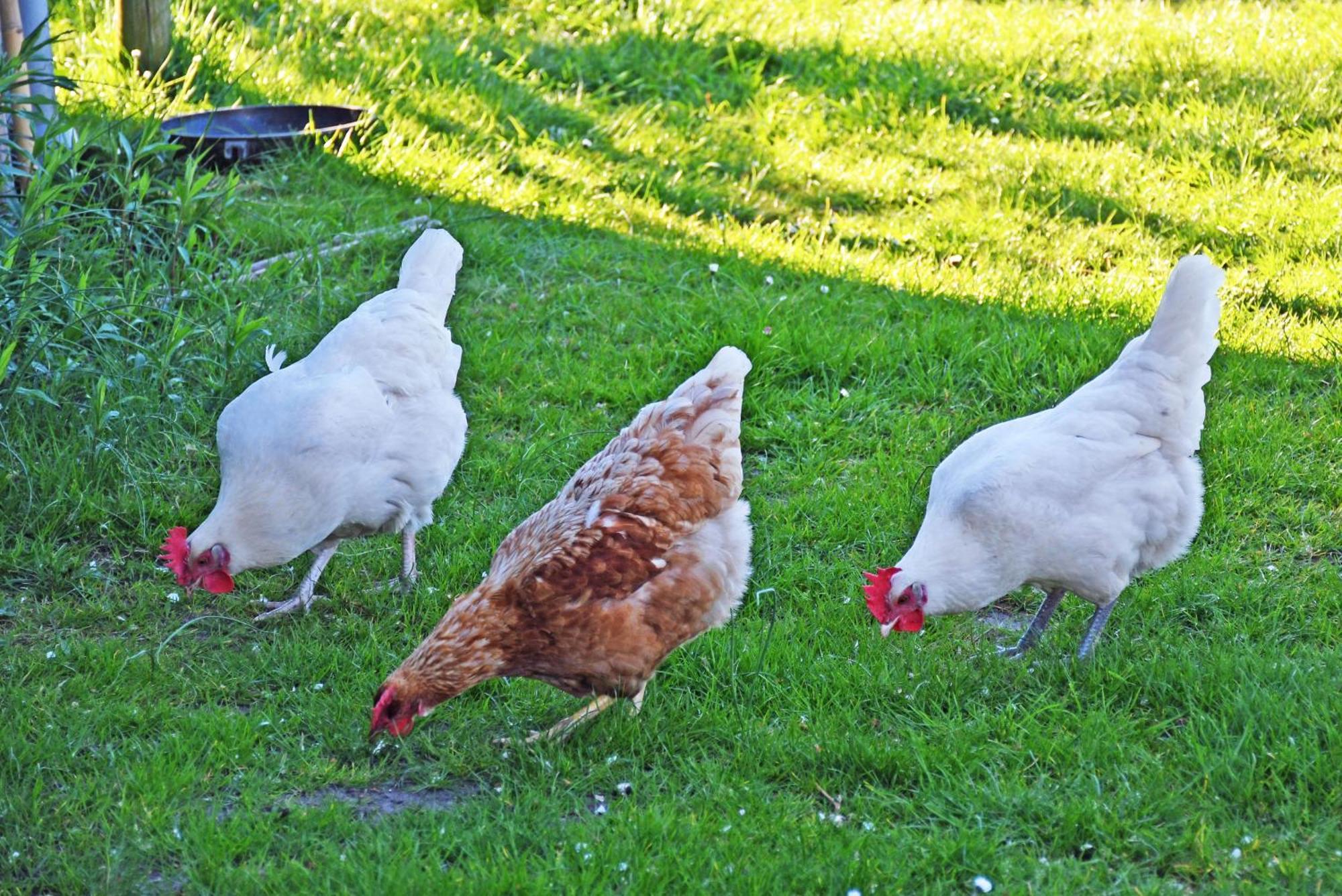 Ferienwohnungen In Baabe Beim Fischer Luaran gambar